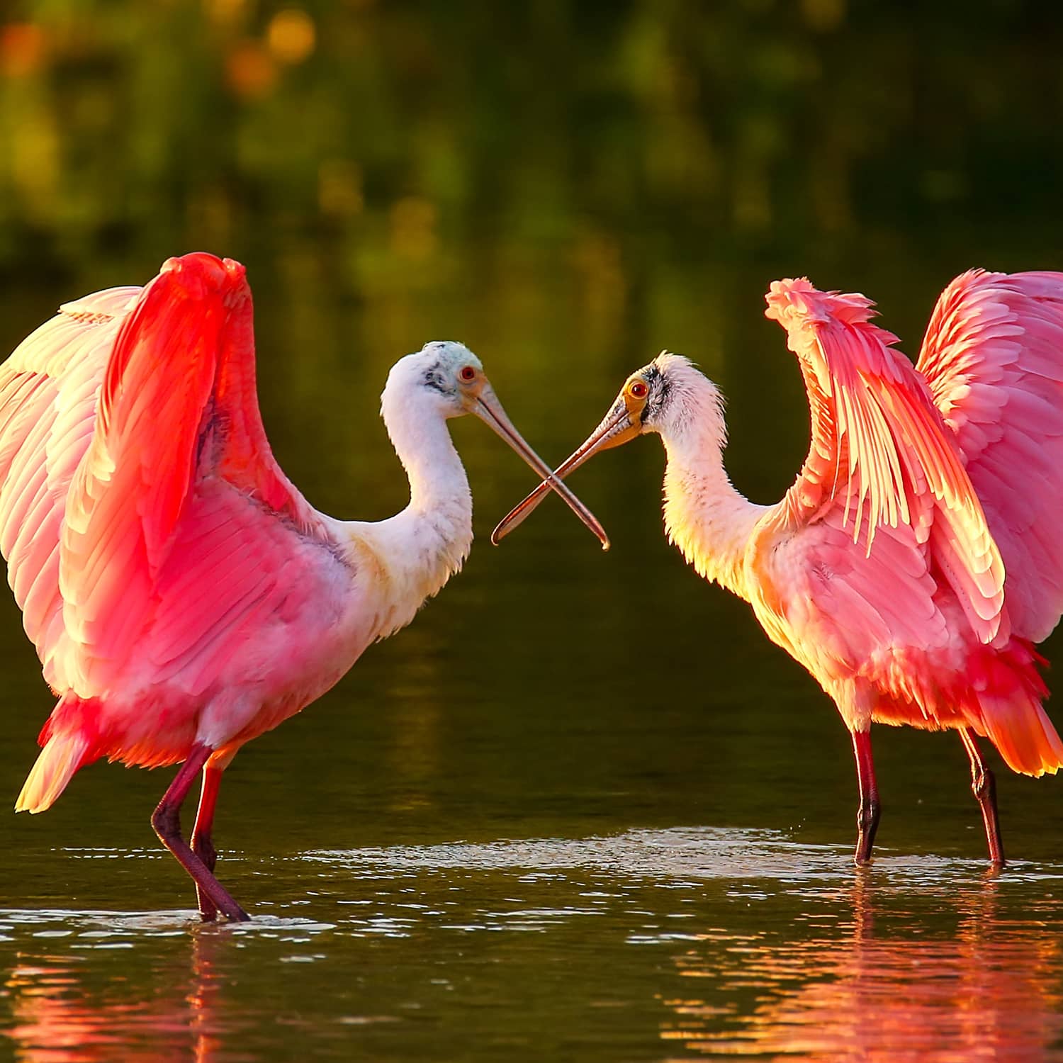 Roseate spoonbills (Platalea ajaja) standing in water