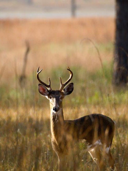 A young buck with small antlers stands alert in a sunlit field of tall golden grass, with blurred trees and warm autumn tones in the background.