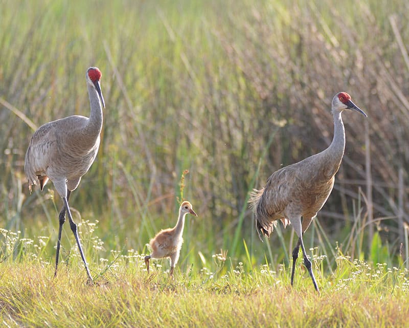 Two adult sandhill cranes walk through tall grass with a small chick between them